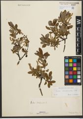 Foto von Salix waldsteiniana Willd.